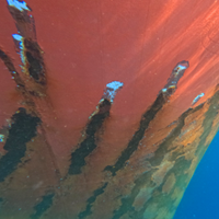 Seaweed Diving